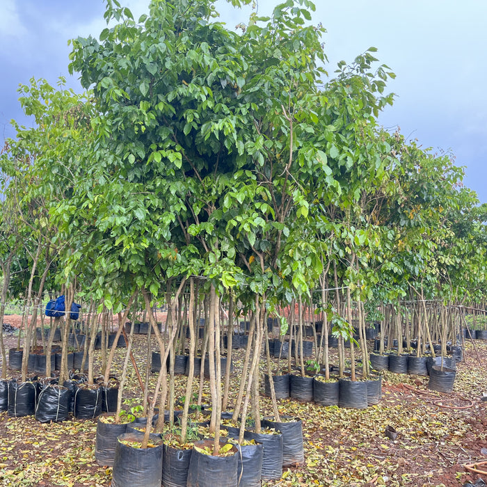 Millettia pinnata | Premium Pongamia Plants for Sale