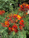 Caesalpinia Pulcherrima Plants - Kadiyam Nursery