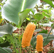 Calathea crotalifera orange rattle,Orange Rattle Snake Calathea, Orange Calathea - Kadiyam Nursery