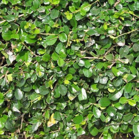 Carmona microphylla,Malpighia Wax, Fukien Tea - Kadiyam Nursery