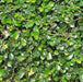 Carmona microphylla,Malpighia Wax, Fukien Tea - Kadiyam Nursery