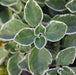 Coleus aromatica variegata,Owa Variegated, Ajwan Variegated - Kadiyam Nursery