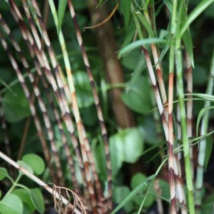 Costus stenophyllus,Bamboo Costus, Cane Costus, Bamboo Ginger - Kadiyam Nursery