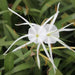 Hymenocallis narcissiflora,Peruvian Daffodil, Narrow Leaf Spider Lily - Kadiyam Nursery