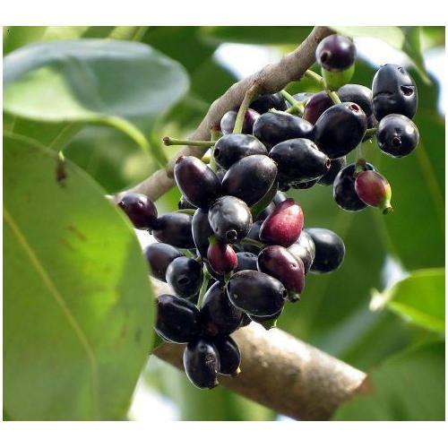 Java plum,Jamun Tree, Syzygium cumini - Plant - Kadiyam Nursery