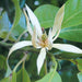 Michelia white flower plant - Kadiyam Nursery