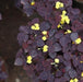 Oxalis hedysaroides rubra,Oxalis Red Mini, Fire Fern, Colombia Venez, Ecuador, Firefern - Kadiyam Nursery
