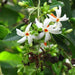 Parijat Tree, Parijatak, Night Flowering Jasmine - Plant - Kadiyam Nursery