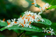 Parijat Tree, Parijatak, Night Flowering Jasmine - Plant - Kadiyam Nursery