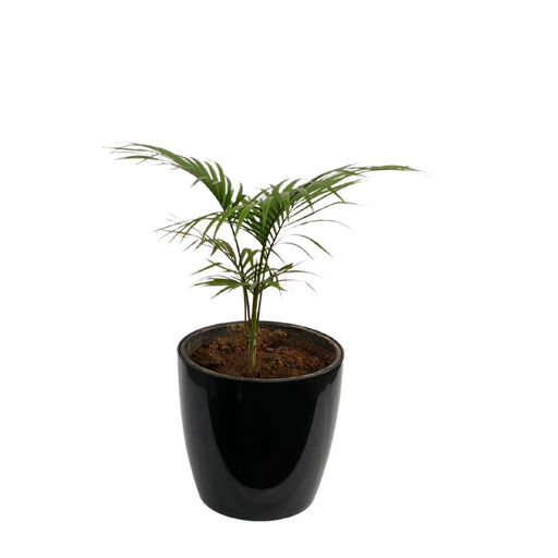 Semi Graphics Chamaedorea Palm Plant with Pot for Home | Indoor Live Bamboo Palm in Fibre Pot - Kadiyam Nursery
