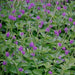 Stachytarpheta indica purple,Stachytarpheta Purple - Kadiyam Nursery
