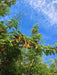 Tamarind Tamarindus indica 1 Healthy live plant seedling - Kadiyam Nursery