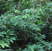 Tapeinochilus ananassae,Indonesian Wax Ginger - Kadiyam Nursery