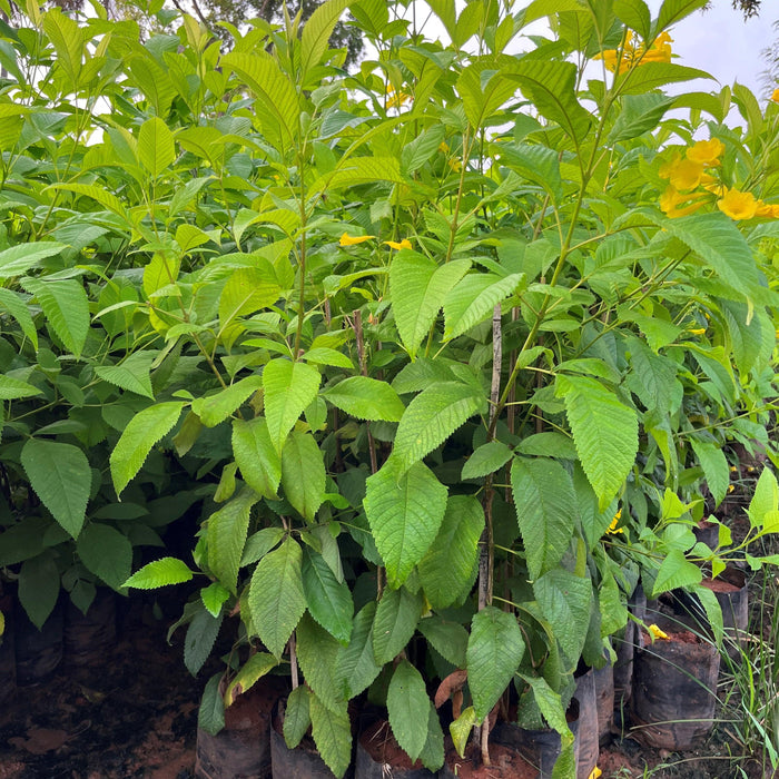 Tecoma gaudichaudi, Tecoma castanifolia,Gaudi Chaudi - Kadiyam Nursery