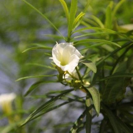 Thevetia nerifolia alba,Lucky Nut White, Bitti White, Trumpet Flower, Be Still Tree, - Kadiyam Nursery