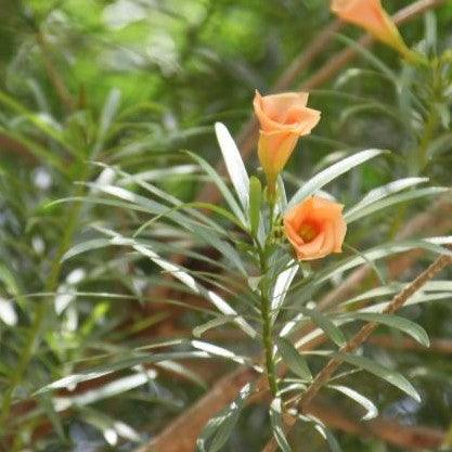 Thevetia peruviana,Lucky Nut Peach, Trumpet Flower, Be Still Tree, - Kadiyam Nursery