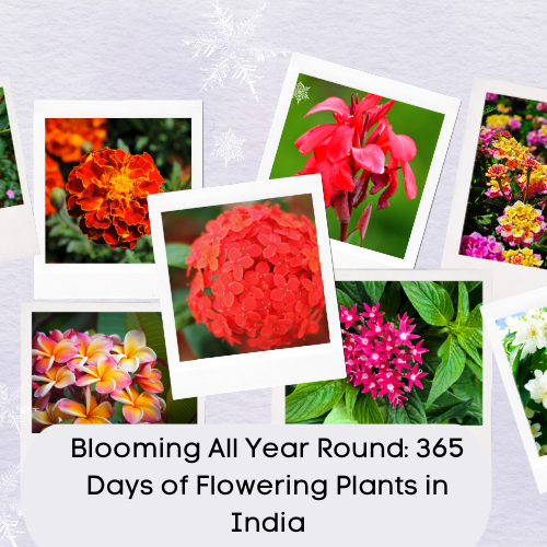 365 Days of Flowering Plants in India