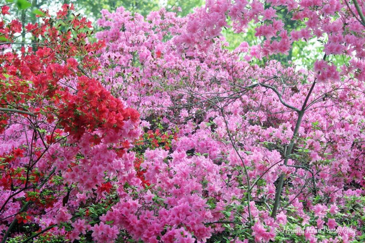 the-most-popular-plants-in-the-nursery-market-today-kadiyam-nursery