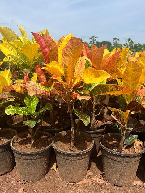 Your Guide to the Future of Horticulture with an Old-School Solution - Kadiyam Nursery