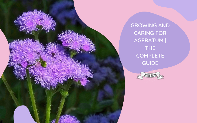 Growing and Caring for Ageratum | The Complete Guide — Kadiyam Nursery