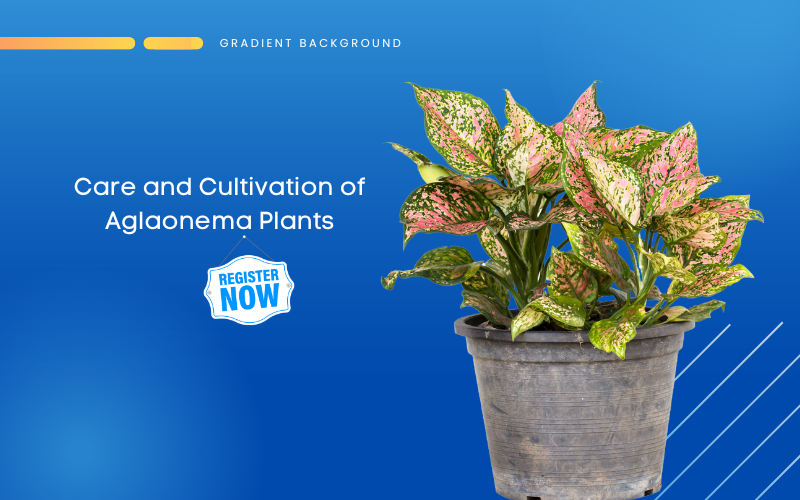 discovering the origin of aglaonema plant a historical perspective