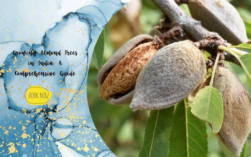 Growing Almond Trees in India A Comprehensive Guide — Kadiyam Nursery