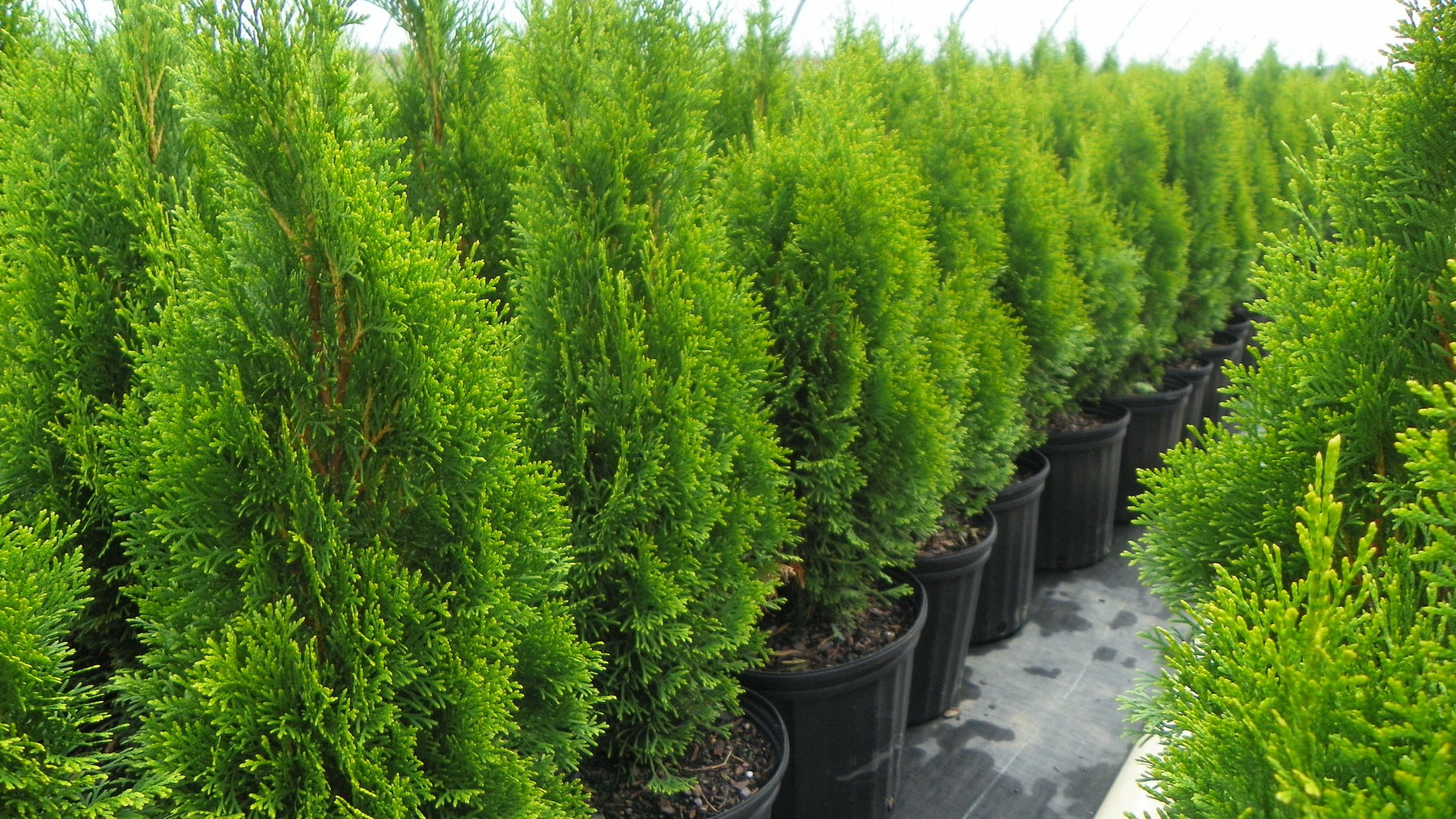 Arborvitae (Thuja)