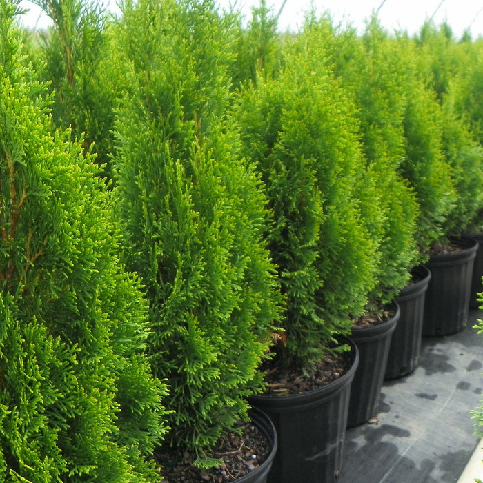 Arborvitae (Thuja)