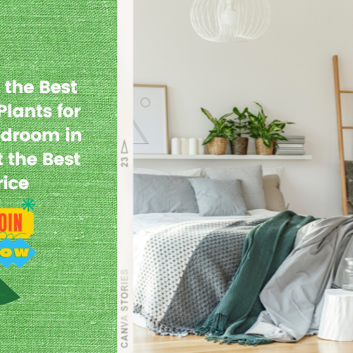 Bedroom Best Indoor Plants