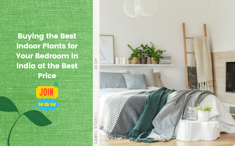 Bedroom Best Indoor Plants