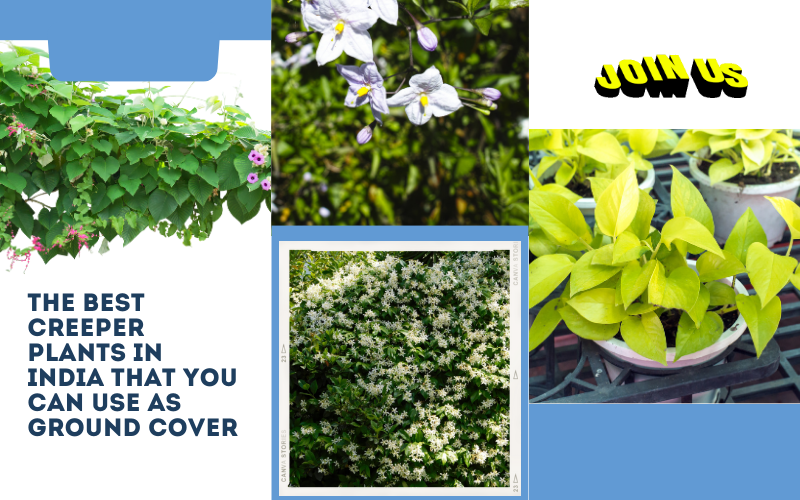 the-best-creeper-plants-in-india-that-you-can-use-as-ground-cover