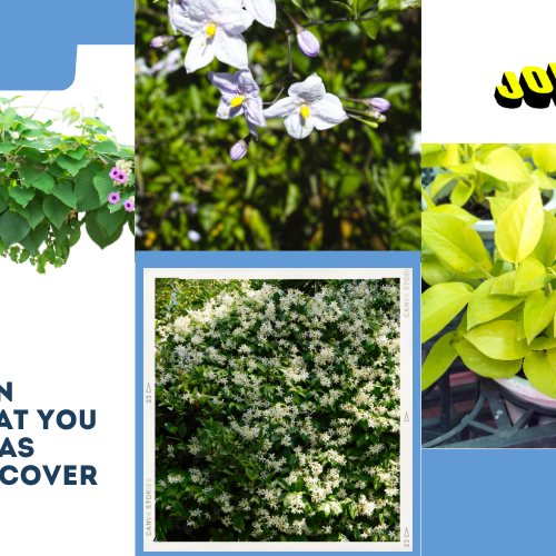 Best Creeper Plants in India