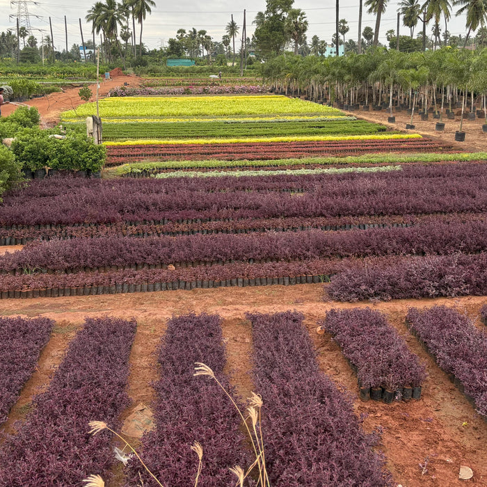 Best Nursery in Kadiyam