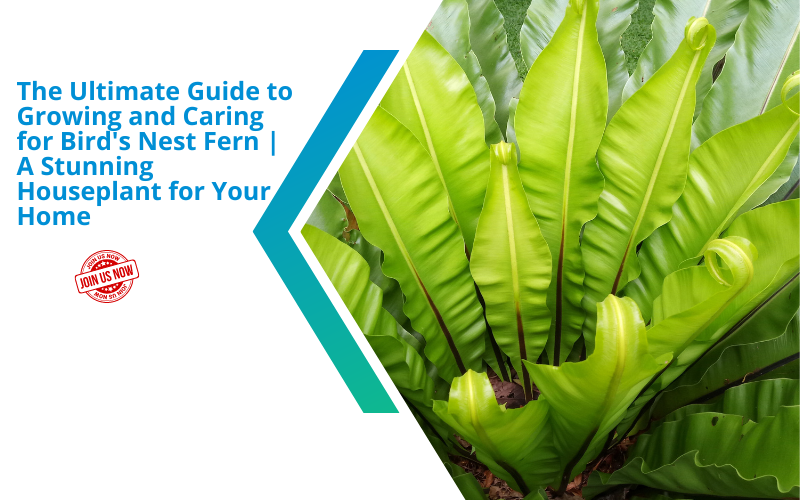 The Ultimate Guide to Growing and Caring for Bird's Nest Fern A Stun