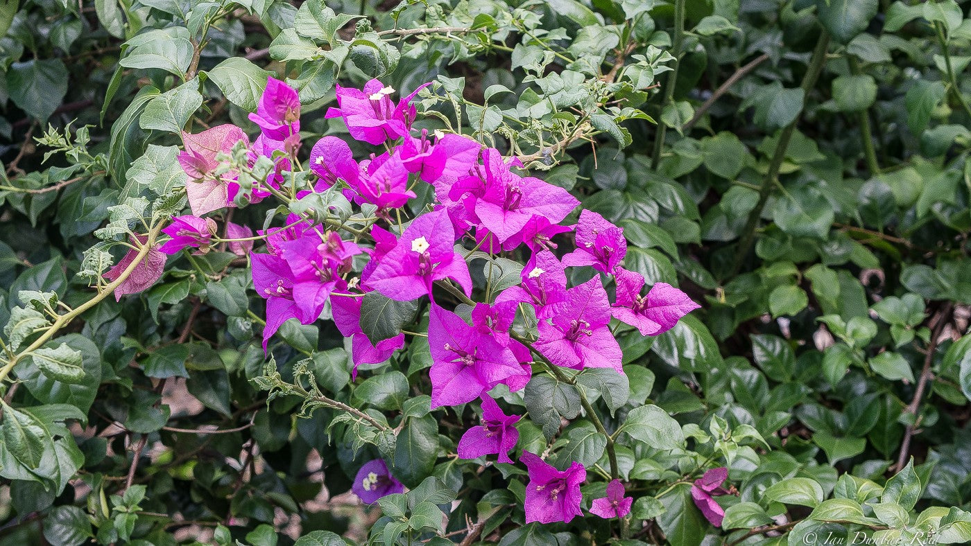 Bougainvillea