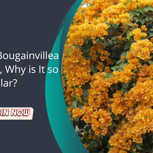 Bougainvillea Plant buy online