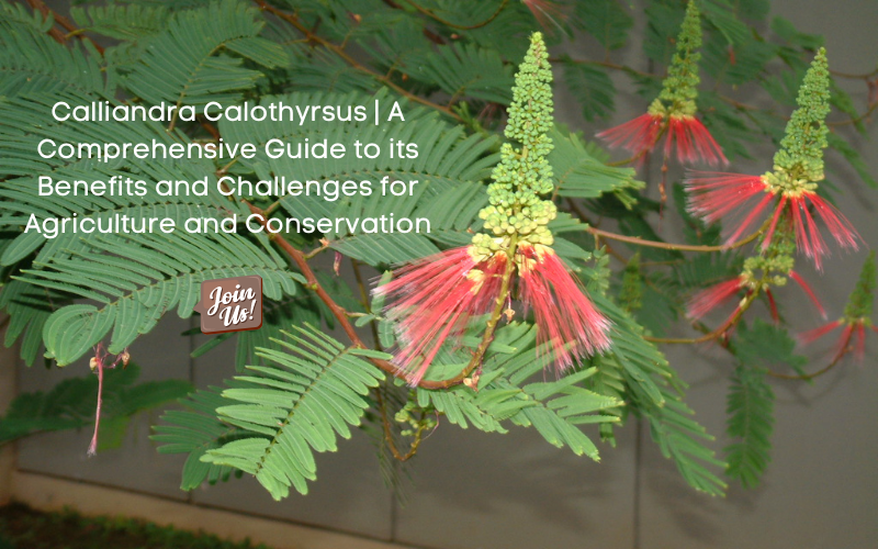 Calliandra Calothyrsus