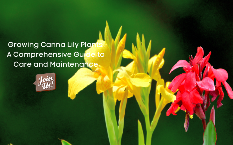 Canna Lily - Mashtal Garden Centers