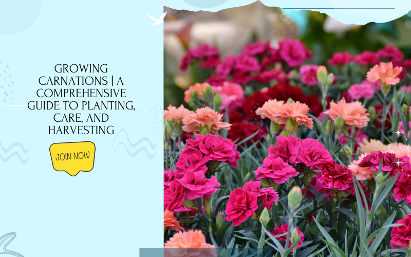 Carnations: Plant Care and Growing Guide