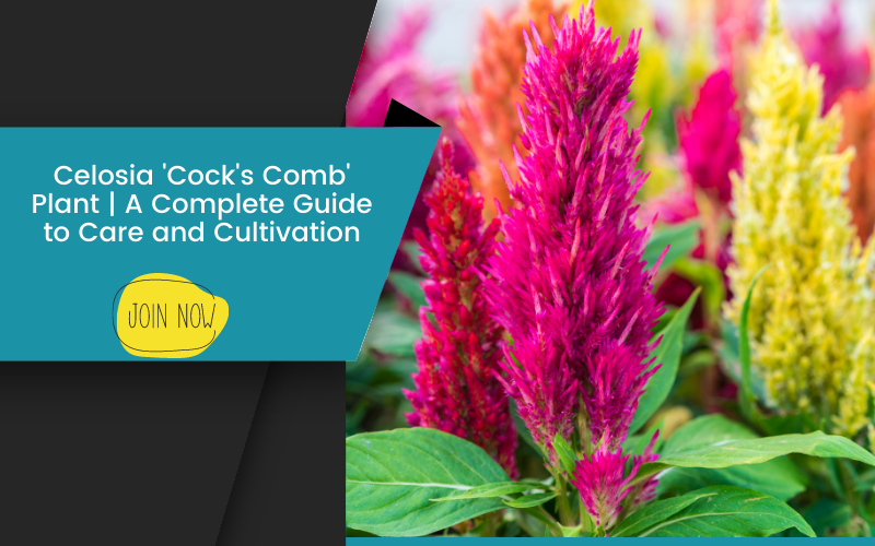 Celosia 'Cock's Comb' Plant | A Complete Guide To Care And Cultivation ...