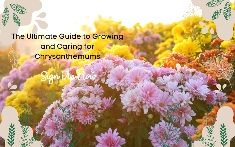 Chrysanthemums: Grow guide, care and tips