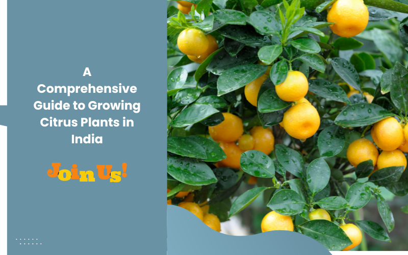 A Comprehensive Guide to Growing Citrus Plants in India — Kadiyam Nursery