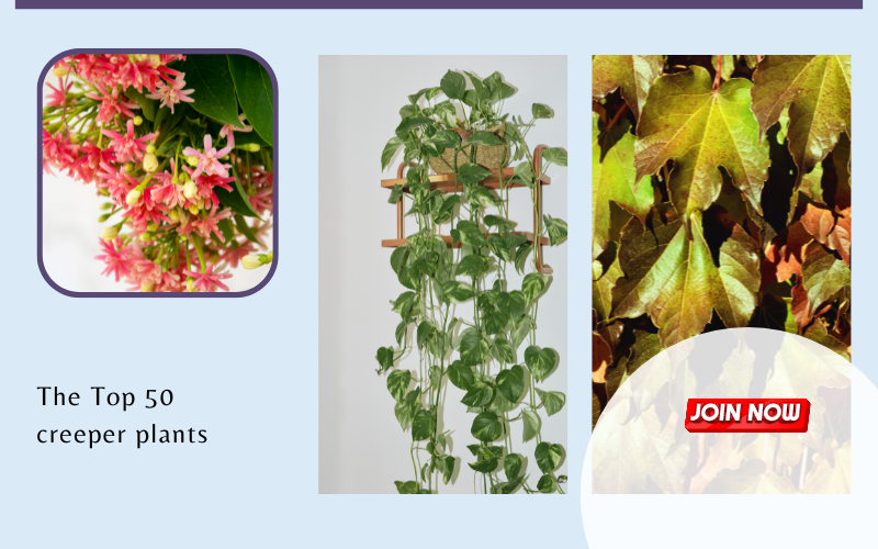 The Top 50 creeper plants — Kadiyam Nursery