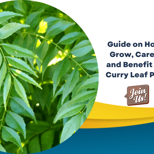 Curry Leaf 