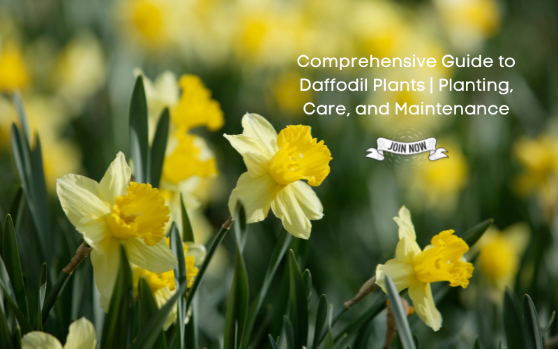 Comprehensive Guide To Daffodil Plants Planting Care And Maintenan   Daffodil Plant 1200x750 