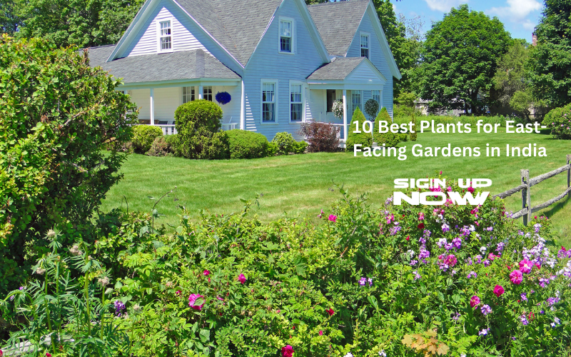 10 Best Plants for EastFacing Gardens in India — Kadiyam Nursery