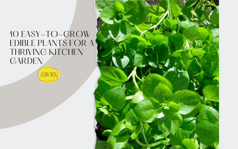 10 EasytoGrow Edible Plants for a Thriving Kitchen Garden — Kadiyam