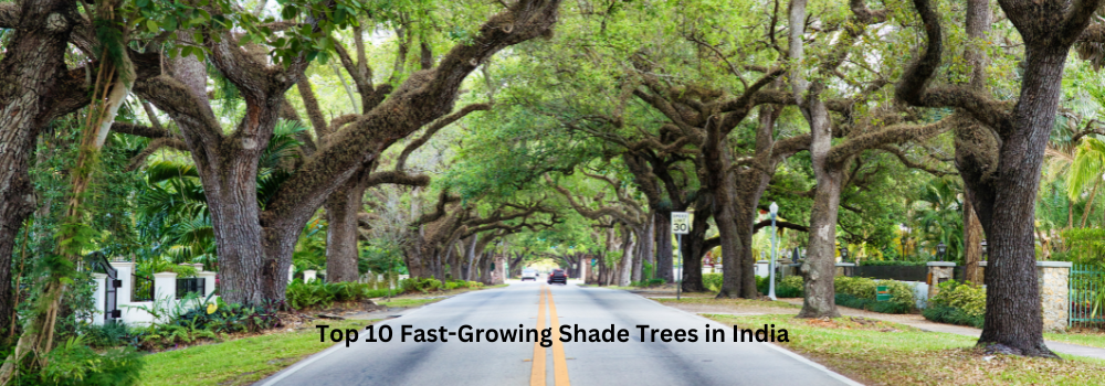 Fast-Growing Shade Trees