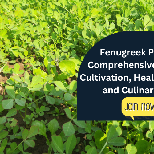 Fenugreek