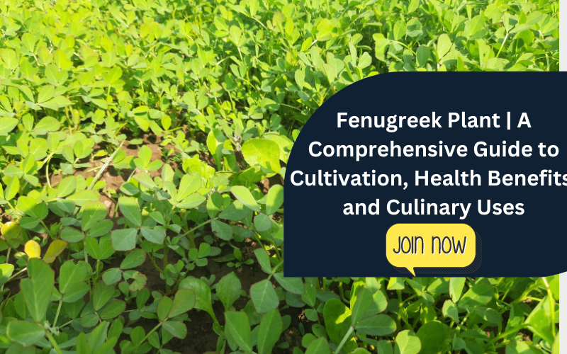 Fenugreek